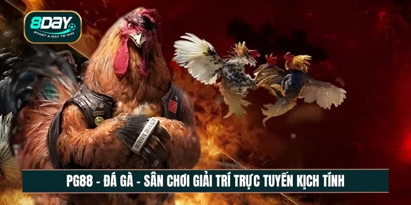 Đá gà sân chơi giải trí trực tuyến đầy kịch tính